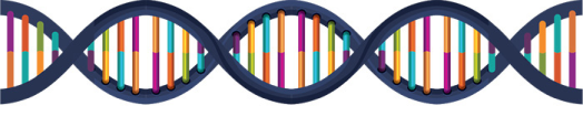 DNA Structure