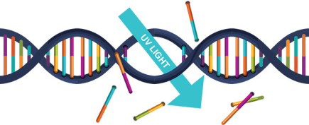 DNA Structure